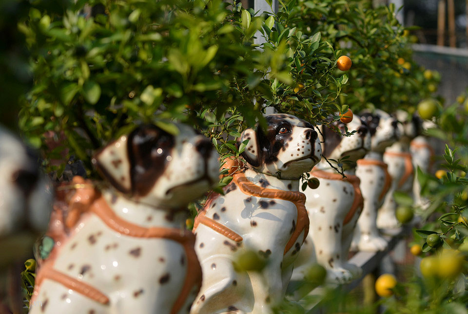 Quất ngự lưng chó đốm phục vụ Tết Nguyên đán